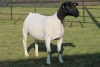 LOT 43 1X DORPER OOI/EWE T5 JOWILIZE DORPERS - 2