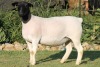 LOT 45 1X DORPER OOI/EWE STUD JOWILIZE DORPERS