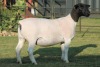 LOT 45 1X DORPER OOI/EWE STUD JOWILIZE DORPERS - 2