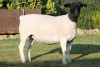 LOT 45 1X DORPER OOI/EWE STUD JOWILIZE DORPERS - 3