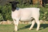 LOT 45 1X DORPER OOI/EWE STUD JOWILIZE DORPERS - 4