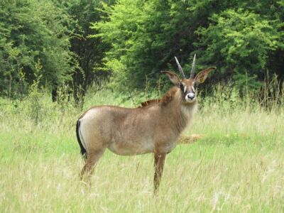 LOT 103 2x BASTER GEMSBOK VERS/ROAN HEIFER  (PER STUK OM LOT TE NEEM/PER PIECE TO TAKE THE LOT)