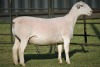 LOT 76 1X WHITE DORPER OOI/EWE T5 JOWEL WITDORPERS