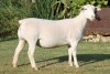 LOT 76 1X WHITE DORPER OOI/EWE T5 JOWEL WITDORPERS - 2