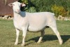 LOT 76 1X WHITE DORPER OOI/EWE T5 JOWEL WITDORPERS - 3