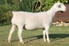 LOT 76 1X WHITE DORPER OOI/EWE T5 JOWEL WITDORPERS - 4