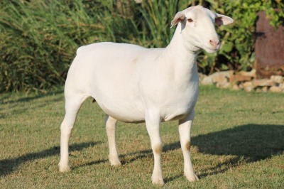 LOT 77 1X WHITE DORPER OOI/EWE STUD JOWEL WITDORPERS