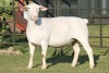 LOT 77 1X WHITE DORPER OOI/EWE STUD JOWEL WITDORPERS - 2