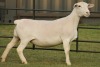 LOT 78 1X WHITE DORPER OOI/EWE STUD PREGNANT JOWEL WITDORPERS