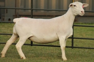 LOT 78 1X WHITE DORPER OOI/EWE STUD PREGNANT JOWEL WITDORPERS