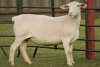 LOT 78 1X WHITE DORPER OOI/EWE STUD PREGNANT JOWEL WITDORPERS - 2