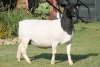 LOT 44 1X DORPER OOI/EWE STUD PREGNANT JOWILIZE DORPERS