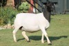 LOT 44 1X DORPER OOI/EWE STUD PREGNANT JOWILIZE DORPERS - 2