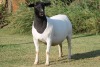 LOT 44 1X DORPER OOI/EWE STUD PREGNANT JOWILIZE DORPERS - 3