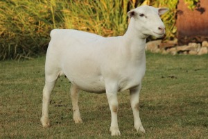 LOT 79 1X WHITE DORPER OOI/EWE STUD JOWEL WITDORPERS