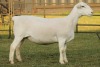 LOT 79 1X WHITE DORPER OOI/EWE STUD JOWEL WITDORPERS - 2