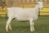 LOT 79 1X WHITE DORPER OOI/EWE STUD JOWEL WITDORPERS - 3