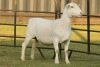 LOT 79 1X WHITE DORPER OOI/EWE STUD JOWEL WITDORPERS - 4