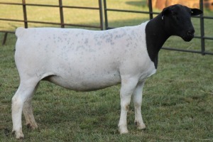 LOT 116 1X DORPER OOI/EWE STUD JOWILIZE DORPERS