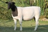 LOT 116 1X DORPER OOI/EWE STUD JOWILIZE DORPERS - 2