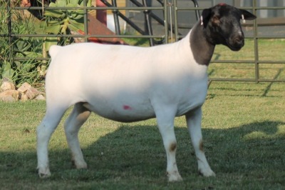 LOT 117 1X DORPER OOI/EWE STUD JOWILIZE DORPERS