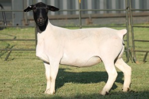 LOT 118 1X DORPER OOI/EWE STUD JOWILIZE DORPERS