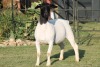 LOT 118 1X DORPER OOI/EWE STUD JOWILIZE DORPERS - 2