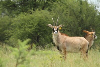 LOT 104 3x BASTER GEMSBOK COW/ROAN COW  (PER STUK OM LOT TE NEEM/PER PIECE TO TAKE THE LOT)