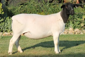 LOT 119 3X DORPER OOI/EWE FLOCK PREGNANT JOWILIZE DORPERS (Pay per animal to take the lot)