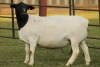 LOT 119 3X DORPER OOI/EWE FLOCK PREGNANT JOWILIZE DORPERS (Pay per animal to take the lot) - 3