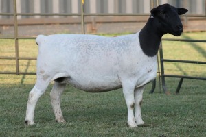 LOT 120 2X DORPER OOI/EWE FLOCK JOWILIZE DORPERS (Pay per animal to take the lot)