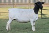 LOT 120 2X DORPER OOI/EWE FLOCK JOWILIZE DORPERS (Pay per animal to take the lot) - 2