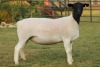 LOT 120 2X DORPER OOI/EWE FLOCK JOWILIZE DORPERS (Pay per animal to take the lot) - 3