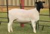 LOT 120 2X DORPER OOI/EWE FLOCK JOWILIZE DORPERS (Pay per animal to take the lot) - 4