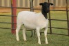 LOT 120 2X DORPER OOI/EWE FLOCK JOWILIZE DORPERS (Pay per animal to take the lot) - 5