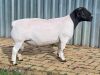 1X DORPER RAM FLOCK ALBIAN STOET