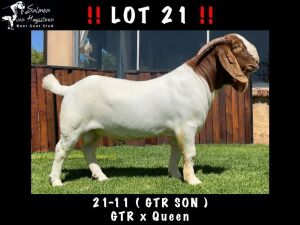 1x BOER GOAT RAM FLOCK COLOR SALMON VAN HUYSSTEEN BOER GOATS