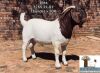 1x BOER GOAT EWE STUD PREGNANT ARBEIDSAAMHEID - 2