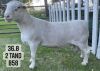 1X WHITE DORPER RAM FLOCK VREDEPOORT