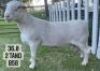 1X WHITE DORPER RAM FLOCK VREDEPOORT