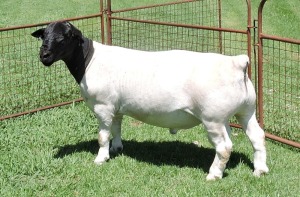 LOT 6 1X DORPER RAM T 5 IZAK NEL DORPERS