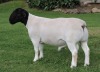 LOT 8 1X DORPERS RAM STUD IZAK NEL DORPERS STUD