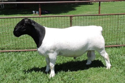 LOT 10 1X DORPERS RAM STUD IZAK NEL DORPERS