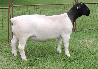 LOT 9 1X DORPERS RAM STUD IZAK NEL DORPERS