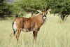 LOT 105 1x BASTER GEMSBOK KOEI/ROAN COW