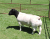 LOT 7 1X DORPERS RAM T 5 IZAK NEL DORPERS