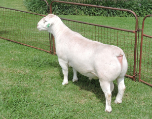 LOT 69 1X WHITE DORPER RAM T 5 IZAK NEL WIT DORPERS