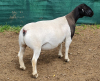 LOT 47 1X DORPERS OOI/EWE PREGNANT T5 IZAK NEL DORPERS