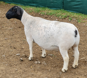 LOT 49 1X DORPERS OOI/EWE PREGNANT T5 IZAK NEL DORPERS