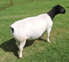 LOT 48 1X DORPERS OOI/EWE PREGNANT T5 IZAK NEL DORPERS